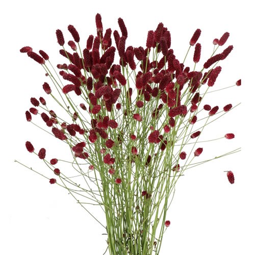 SANGUISORBA OFFICINALIS ORIENTAL DREAM