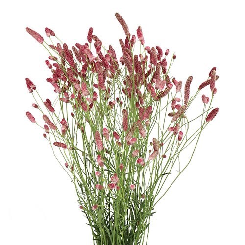 SANGUISORBA OFFICINALIS PINK