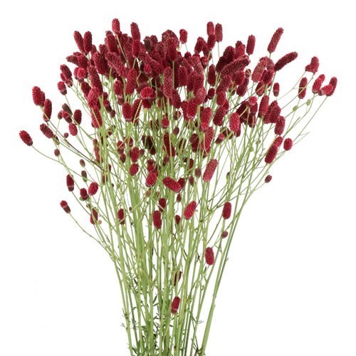 SANGUISORBA OFFICINALIS STRAWBERRY DREAM