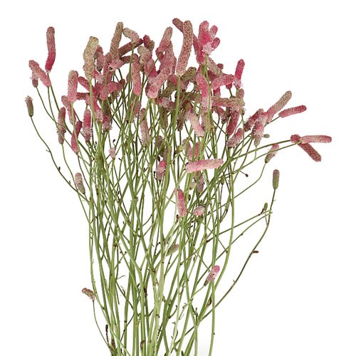 SANGUISORBA OFFICINALIS SWEET DREAM