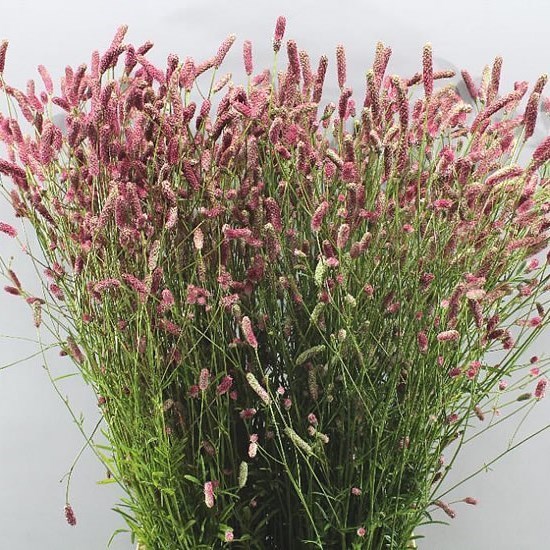 SANGUISORBA PINK TANN