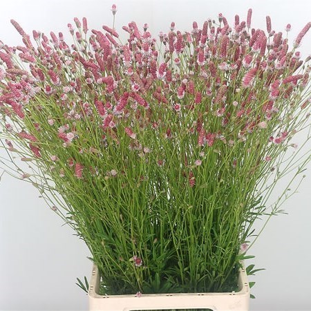 SANGUISORBA PINK TANNA