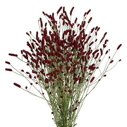 SANGUISORBA RISING STAR