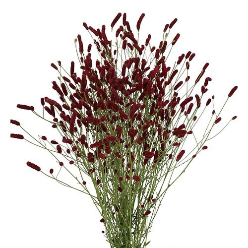 SANGUISORBA RISING STAR