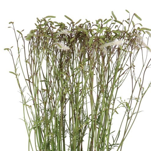 SANGUISORBA WHITE