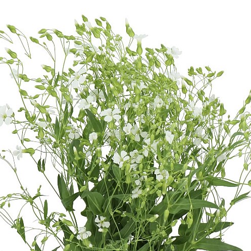 SAPONARIA WHITE