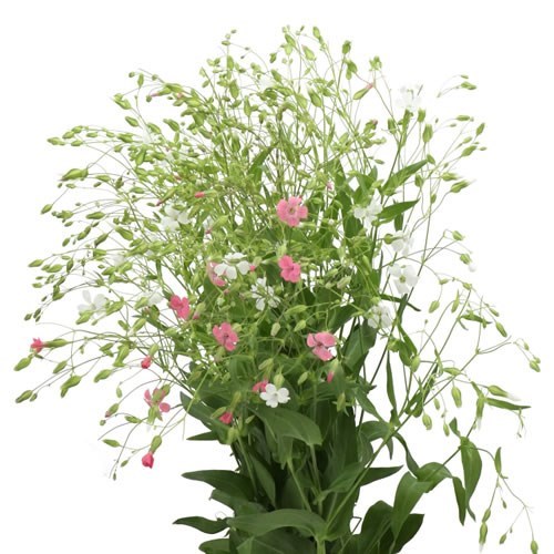 SAPONARIA WHITE/PINK MIX