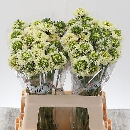 SCABIOUS BANANA SCOOP