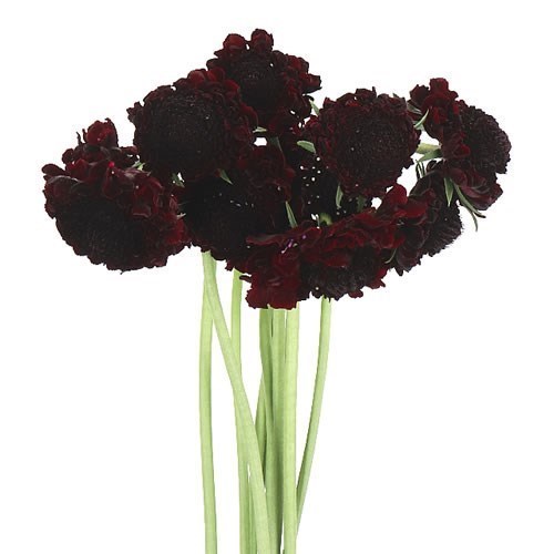 SCABIOUS BON BON MARACHINO CHERRY SCOOP