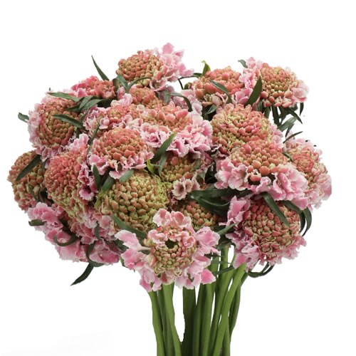 SCABIOUS BON BON SCOOP PUNCH