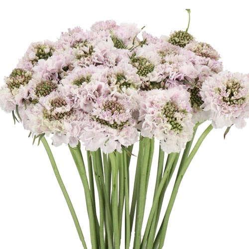 SCABIOUS BON BON SCOOP SWEETNESS