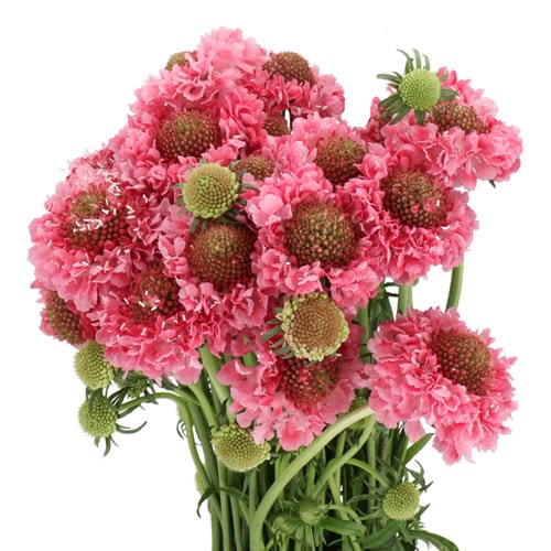 SCABIOUS CANDY SCOOP