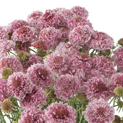 SCABIOUS CORNEILLE