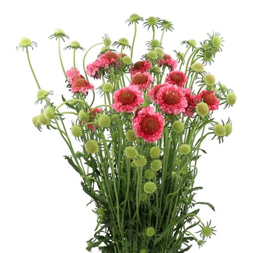 SCABIOUS COTTON CANDY SCOOP