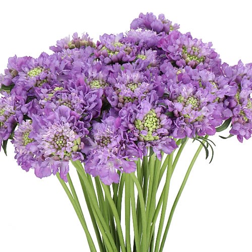 SCABIOUS DARK LAVENDER BON BON SCOOP