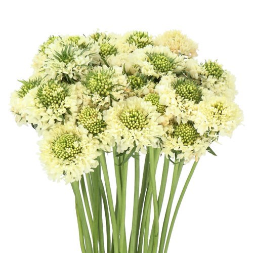 SCABIOUS FOCAL BANANA SCOOP