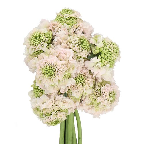 SCABIOUS FOCAL HANOI