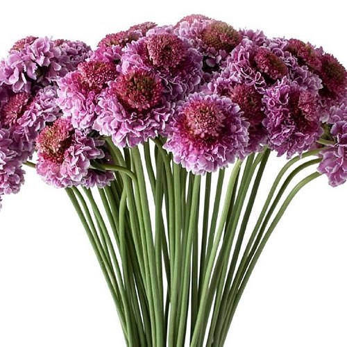 SCABIOUS FOCAL SCOOP BICOLOR PINK