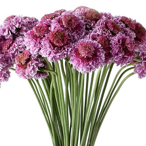 SCABIOUS FOCAL SCOOP BICOLOR PINK