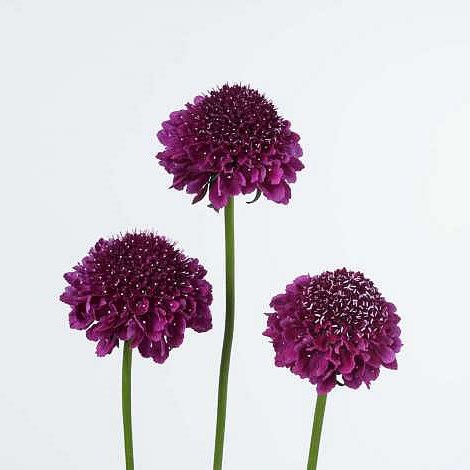 SCABIOUS FOCAL SCOOP DARK PURPLE