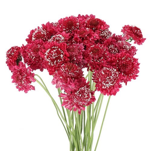 SCABIOUS FOCAL SCOOP HOT PINK
