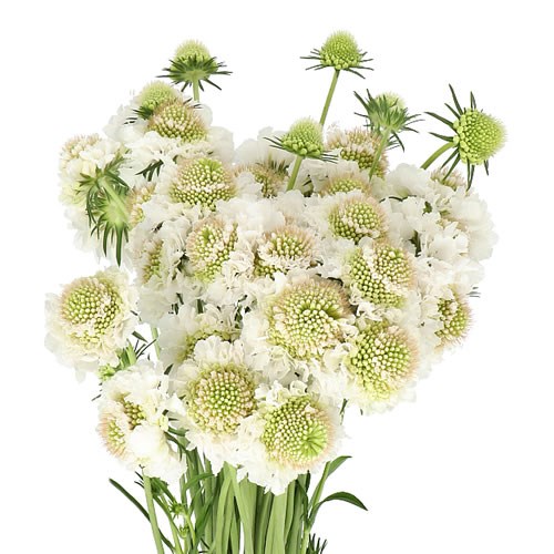 SCABIOUS FOCAL SCOOP WHITE IMPROVED
