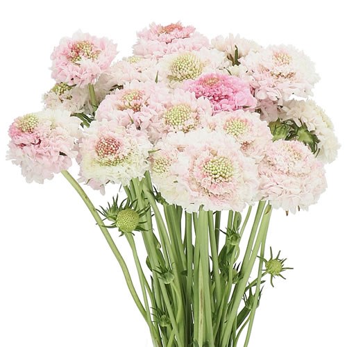 SCABIOUS FOCAL SWEET HEART