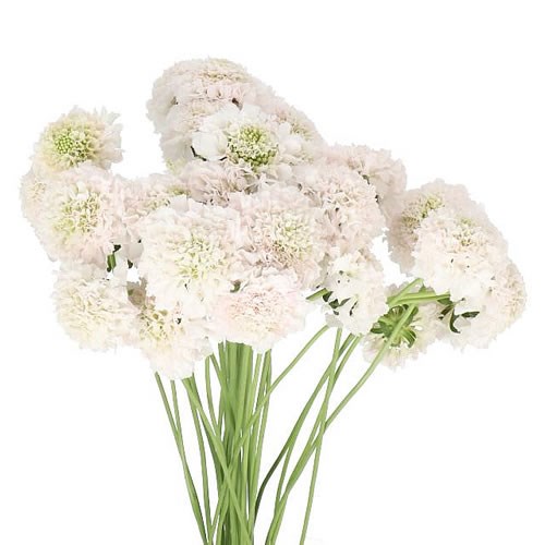 SCABIOUS FRENCH VANILLA SCOOP
