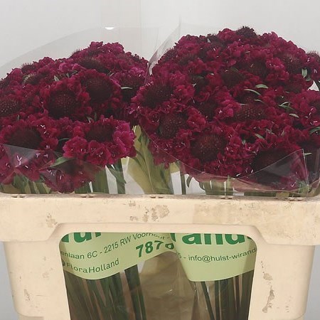SCABIOUS GOYA