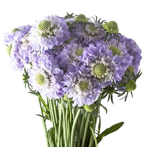 SCABIOUS LAVENDER SCOOP