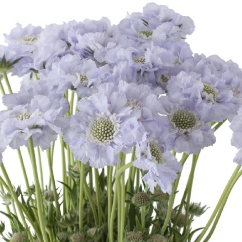 SCABIOUS LISA