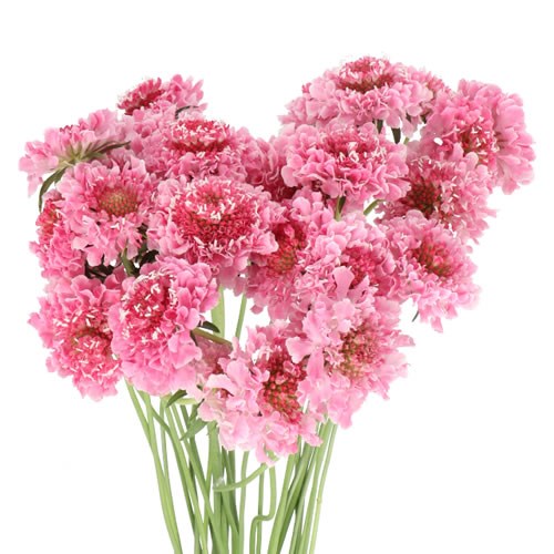 SCABIOUS MARSHMALLOW SCOOP