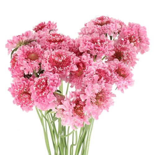 SCABIOUS MARSHMALLOW SCOOP