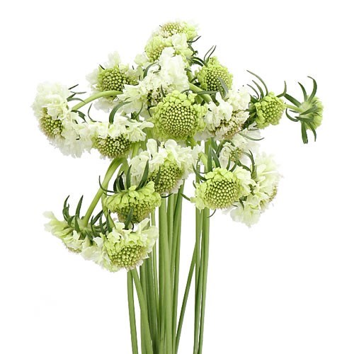 SCABIOUS MILKY SCOOP