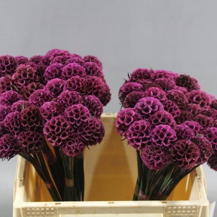 SCABIOUS PRESERVED SEED HEADS DYED CERISE