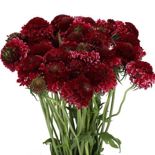 SCABIOUS RASBERRY RIPPLE