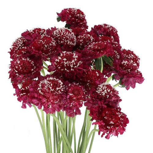 SCABIOUS RASPBERRY SCOOP