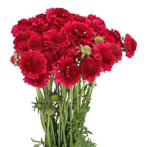 SCABIOUS RED APPLE SCOOP