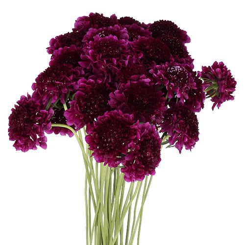 SCABIOUS RED VELVET