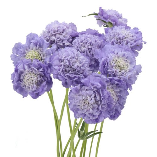 SCABIOUS SKYROCKET