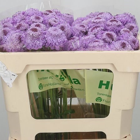 SCABIOUS SOFT SCOOP