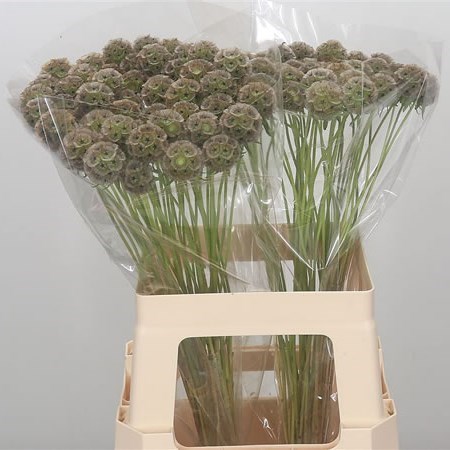 SCABIOUS STELLATA