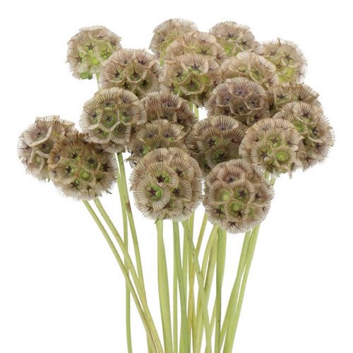 SCABIOUS STELLATA