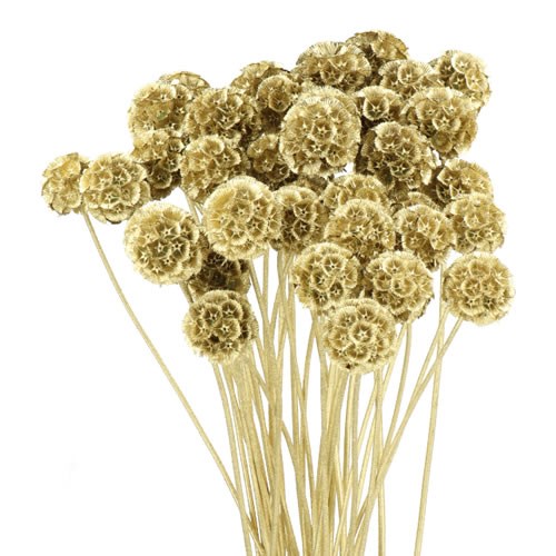 SCABIOUS STELLATA DYED  GOLD