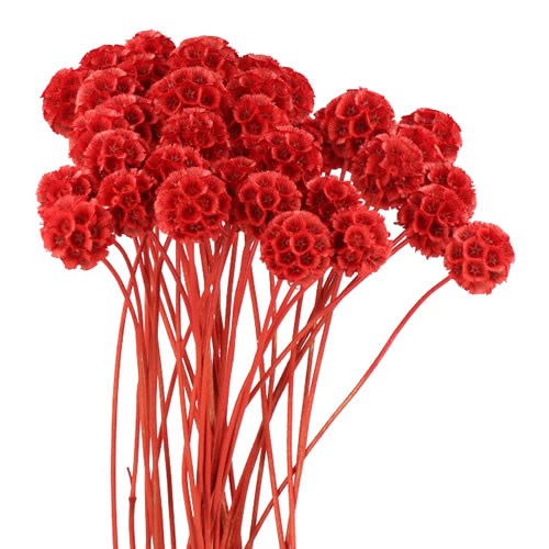 SCABIOUS STELLATA DYED  RED
