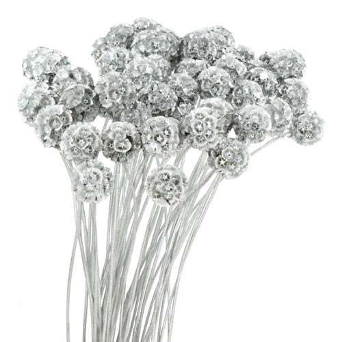 SCABIOUS STELLATA DYED  SILVER