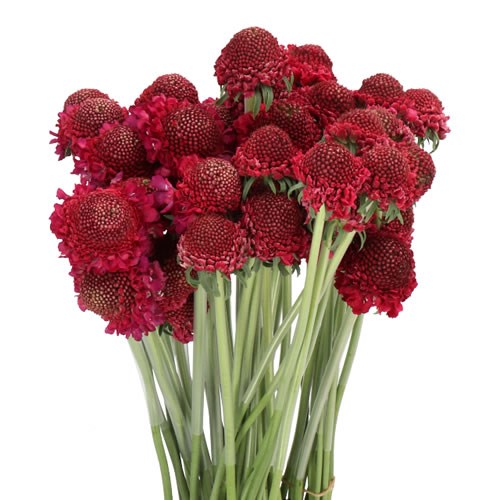 SCABIOUS STRAWBERRY SCOOP