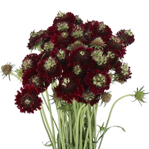 SCABIOUS UKIS CHOICE