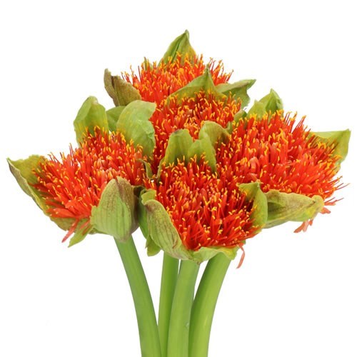 SCADOXUS TORCH