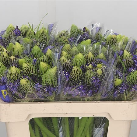 SCILLA PERUVIANA